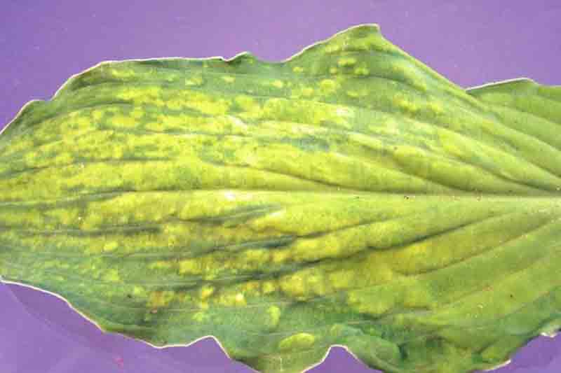 Hosta Virus X (HVX) (Potexvirus ecshostae)