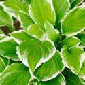 Hosta Virus X (HVX) (Potexvirus ecshostae)