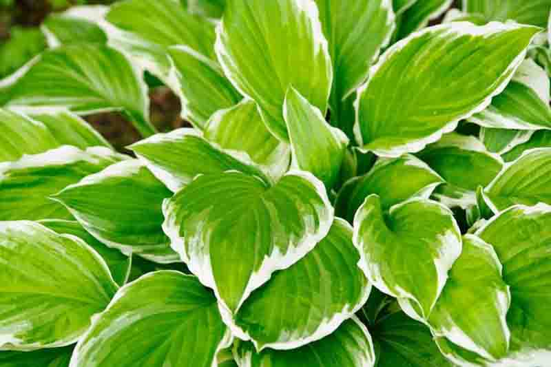Hosta Virus X (HVX) (Potexvirus ecshostae)