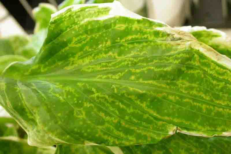 Hosta Virus X (HVX) (Potexvirus ecshostae)