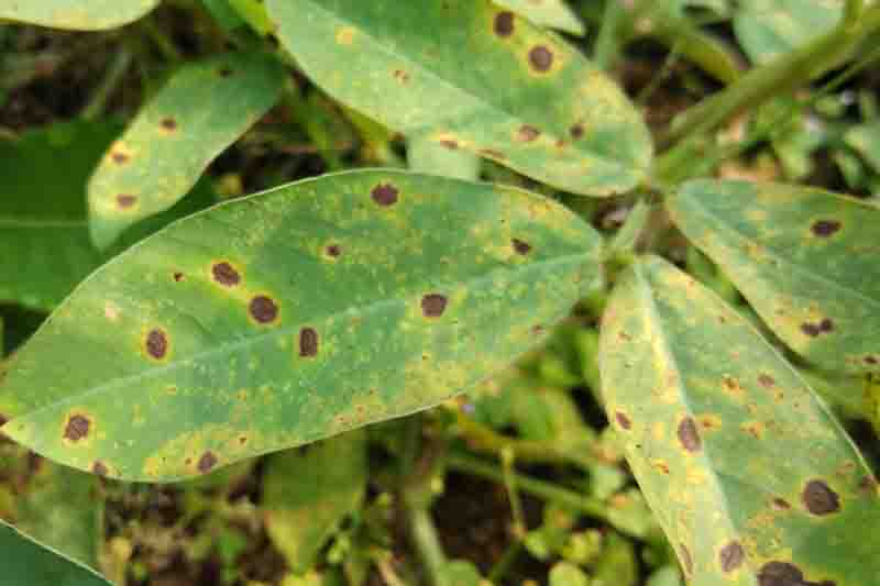 Early Leaf Spot  of groundnut, Cercospora arachidicola infection