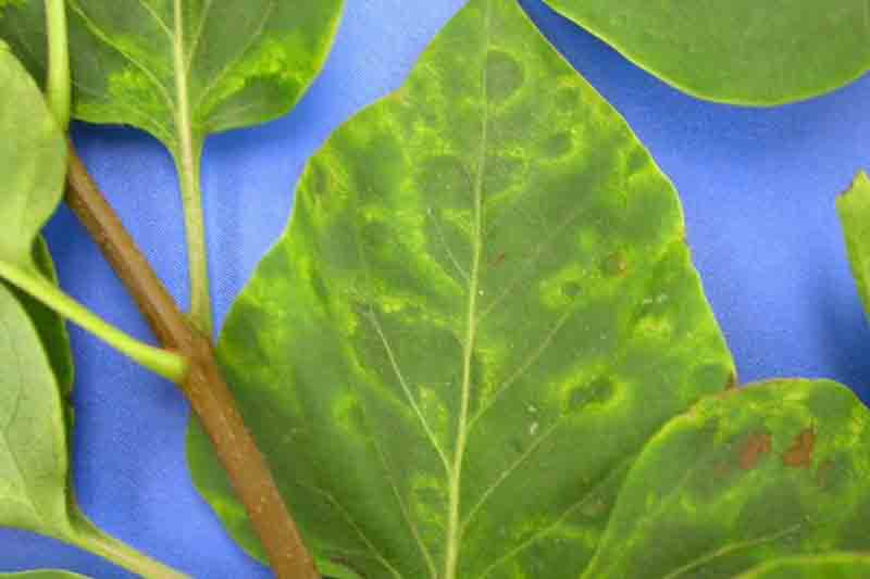 Lilac leaf chlorosis virus (LLCV) 