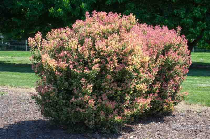 Brilliant Pink Spring Foliage and Fragrant Flowers of Osmanthus heterophyllus Shien Party Lights