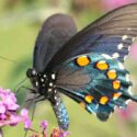Pipevine Swallowtail butterfly (battus philenor)