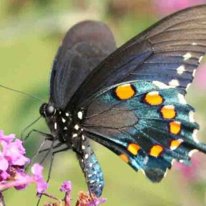 Pipevine Swallowtail butterfly (battus philenor)