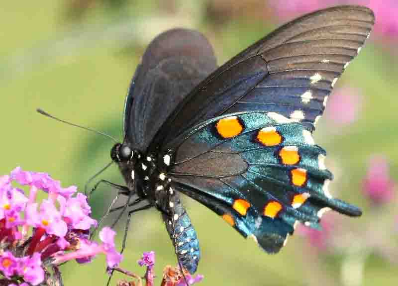 Pipevine Swallowtail butterfly (battus philenor)