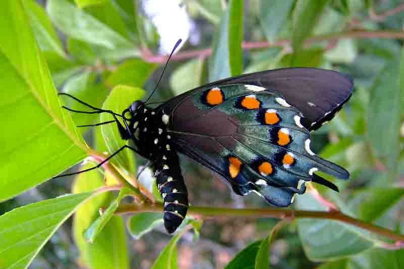 Pipevine Swallowtail butterfly (battus philenor)