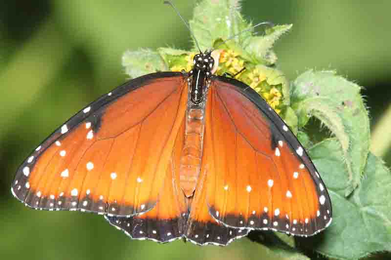 Queen butterfly (Danaus gillipus)