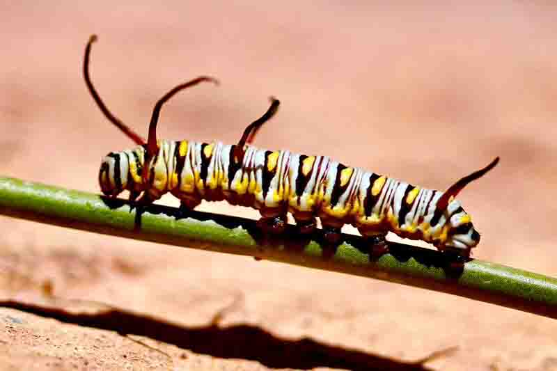Queen caterpillar - Danaus gilippus