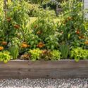 Raised Bed Tomato Garden with Basil, Marigolds, Lettuce, and Chives