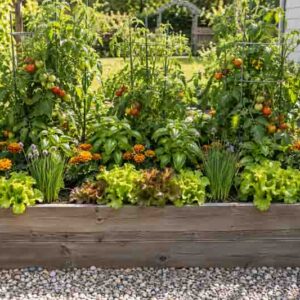 Raised Bed Tomato Garden with Basil, Marigolds, Lettuce, and Chives
