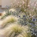 Drought tolerant garden with Stipa, eryngium bourgatii, gaura