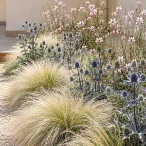 Drought tolerant garden with Stipa, eryngium bourgatii, gaura