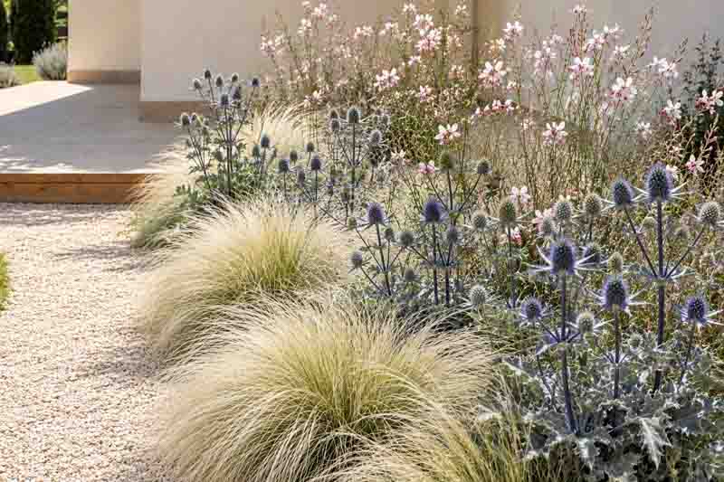 Drought tolerant garden with Stipa, eryngium bourgatii, gaura