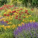 Lychnis chalcedonica (Maltese Cross), Hemerocallis 'Golden Chimes' (Daylily), Salvia nemorosa 'Caradonna' (Sage)