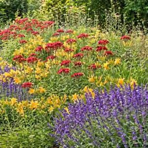 Lychnis chalcedonica (Maltese Cross), Hemerocallis 'Golden Chimes' (Daylily), Salvia nemorosa 'Caradonna' (Sage)