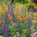 Garden ideas, Border ideas, Plant Combinations, Flowerbeds Ideas, Summer Borders, Summer Borders, Fall Borders, Lilium lancifolium, Tiger lily, Lobelia speciosa