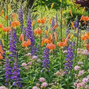 Garden ideas, Border ideas, Plant Combinations, Flowerbeds Ideas, Summer Borders, Summer Borders, Fall Borders, Lilium lancifolium, Tiger lily, Lobelia speciosa