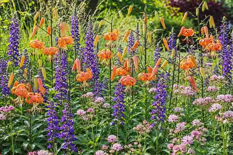 Garden ideas, Border ideas, Plant Combinations, Flowerbeds Ideas, Summer Borders, Summer Borders, Fall Borders, Lilium lancifolium, Tiger lily, Lobelia speciosa