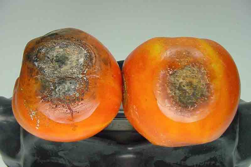 Tomato Anthracnose, Colletotrichum spp.