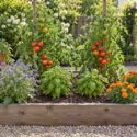 French Marigold, Borage, Basil, Tomatoes in a sunny edble garden