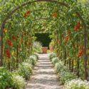 Tomatoes with Tomato garden with Basil, Alyssum, and Marigolds