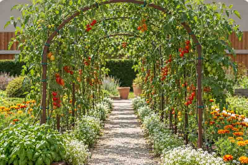 Tomatoes with Tomato garden with Basil, Alyssum, and Marigolds