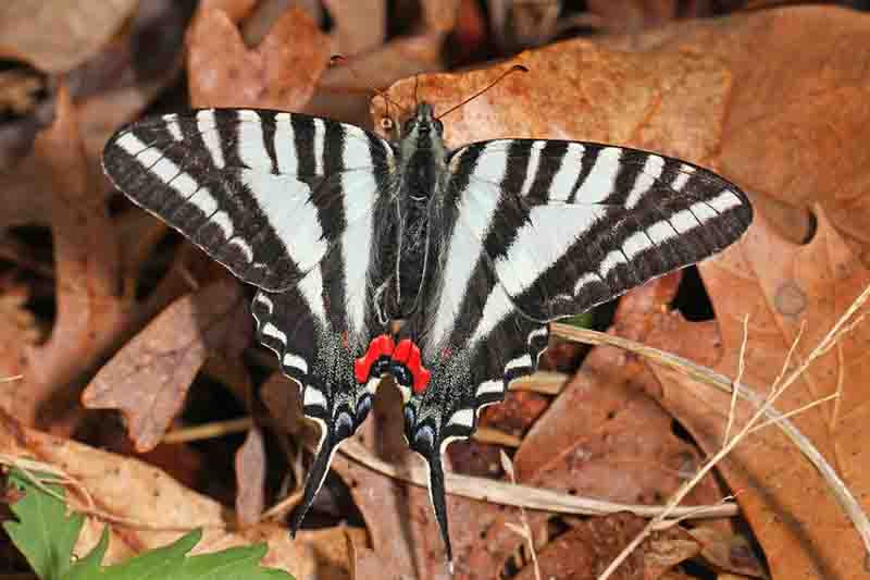 Zebra Swallowtail butterfly, Eurytides marcellus