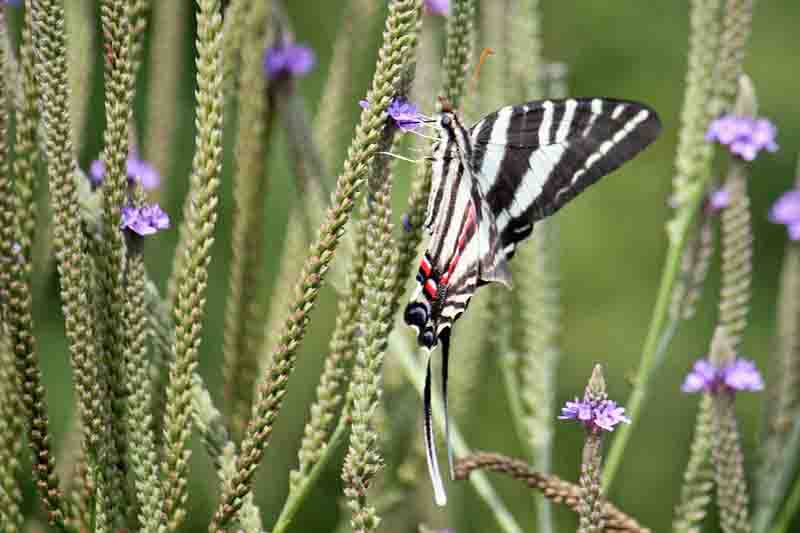 Zebra Swallowtail butterfly, Eurytides marcellus