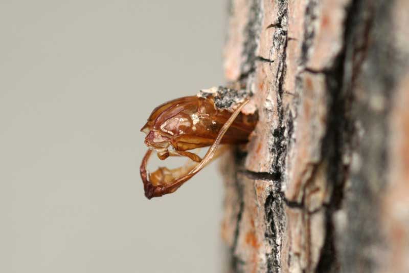 ash borer (Podosesia syringae