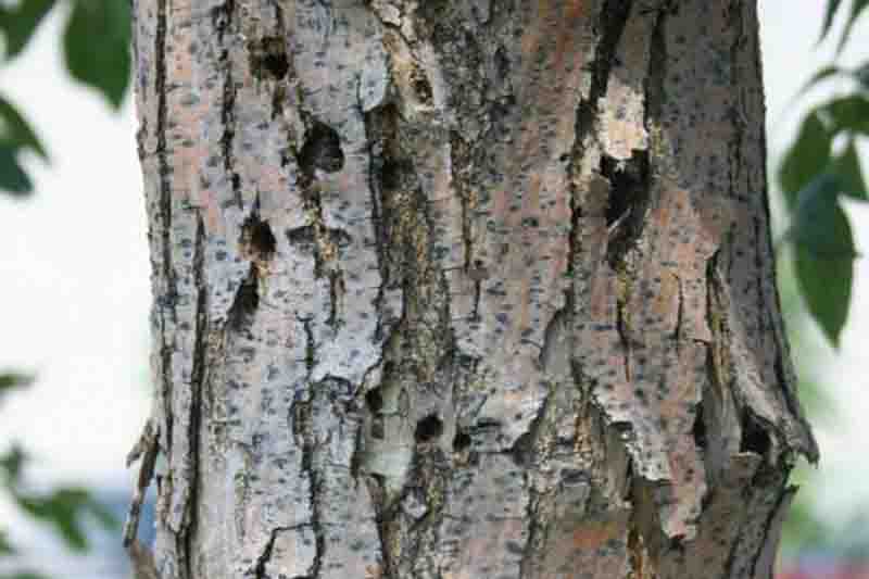 Damage created by ash borer (Podosesia syringae