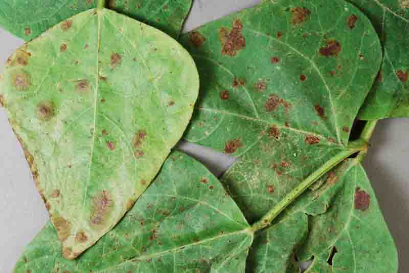 bacterial brown spot of bean/canker of stone fruit, twig blight (Pseudomonas syringae pv. syringae