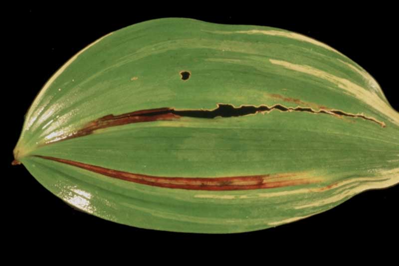 foliar nematodes (Genus Aphelenchoides) on Hosta