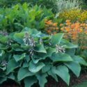 Hosta sieboldiana Elegans in border with Primula spring