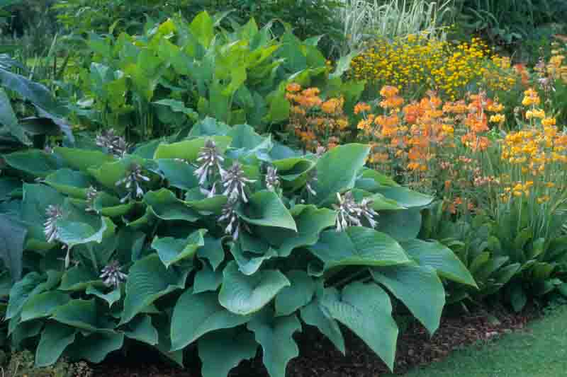 Hosta sieboldiana Elegans in border with Primula spring