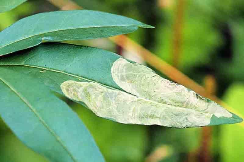 lilac leafminer, Gracillaria syringella