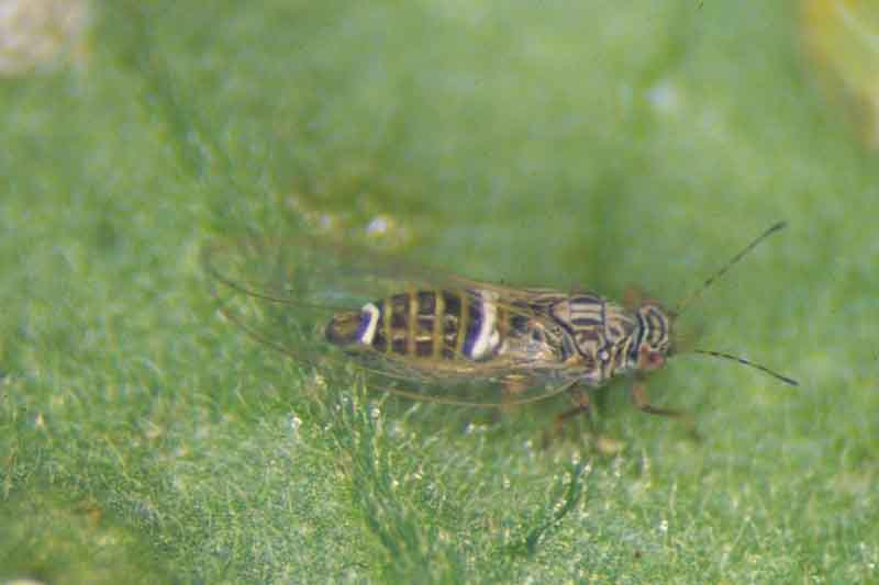 potato-tomato psyllid (Bactericera cockerelli),