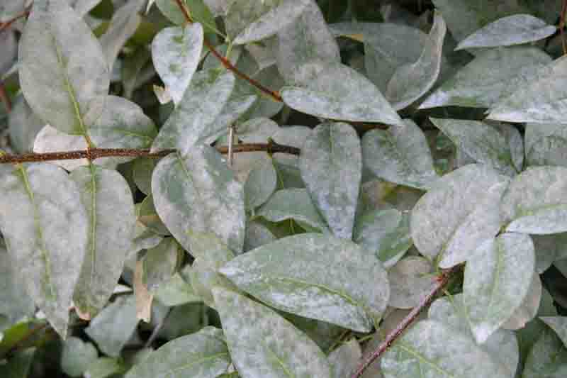 powdery mildew on lilac (Erysiphe syringae