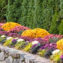 Chrysanthemum, curved stone wall with repeating Gold and pink mums, kale, in front of a green arborvitae hedge.