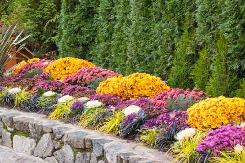 Chrysanthemum, curved stone wall with repeating Gold and pink mums, kale, in front of a green arborvitae hedge.