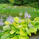 Lsrge flowering hosta in a garden