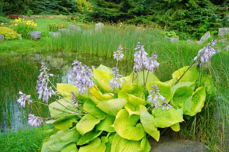 Lsrge flowering hosta in a garden