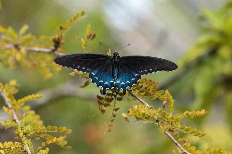 Pipevine Swallowtail butterfly (battus philenor)