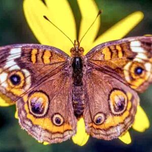 Junonia coenia, known as the common buckeye or buckeye, is a butterfly in the Nymphalidae family