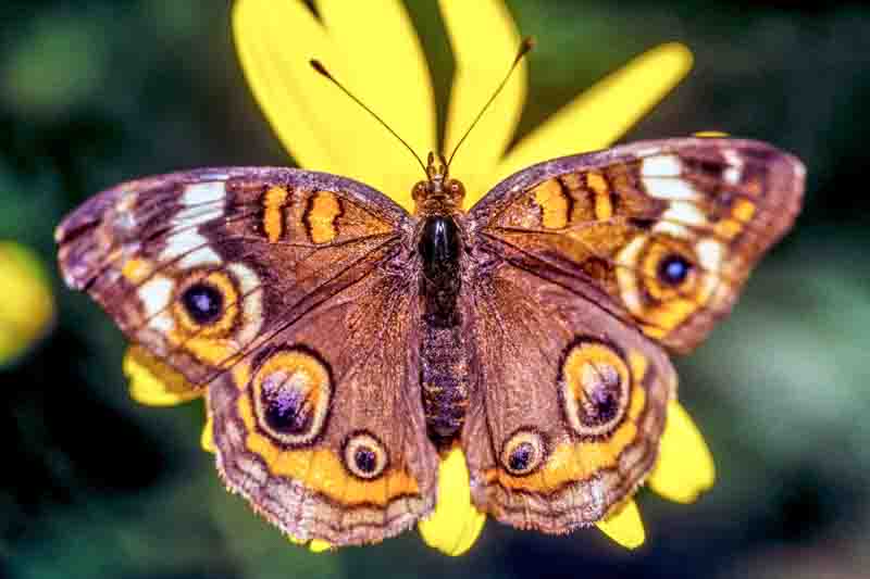 Junonia coenia, known as the common buckeye or buckeye, is a butterfly in the Nymphalidae family