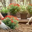 Male hands in protective gloves planting a bush of a red chrysanthemum into the earth in the garden