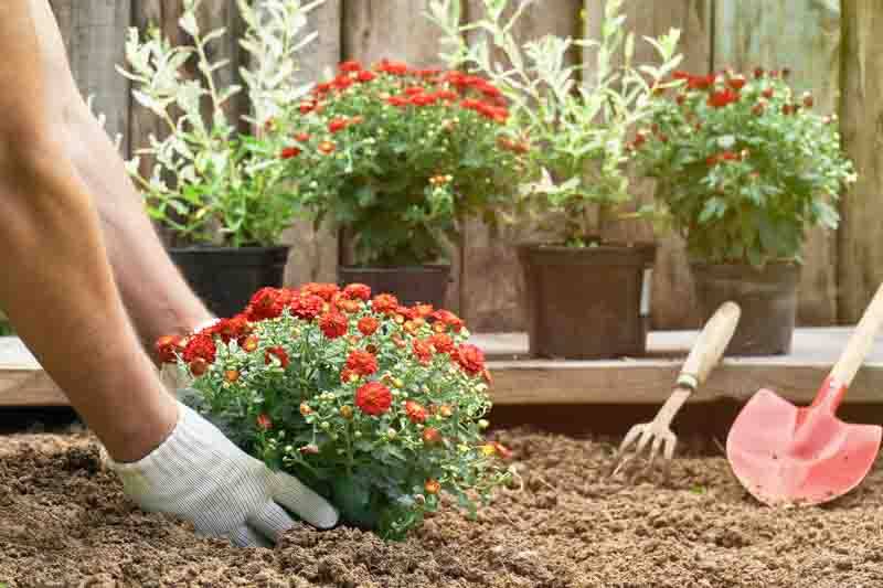 Male hands in protective gloves planting a bush of a red chrysanthemum into the earth in the garden