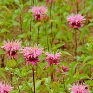 Bright pink wild bergamot flowers, selective focus - Monarda fistulosa