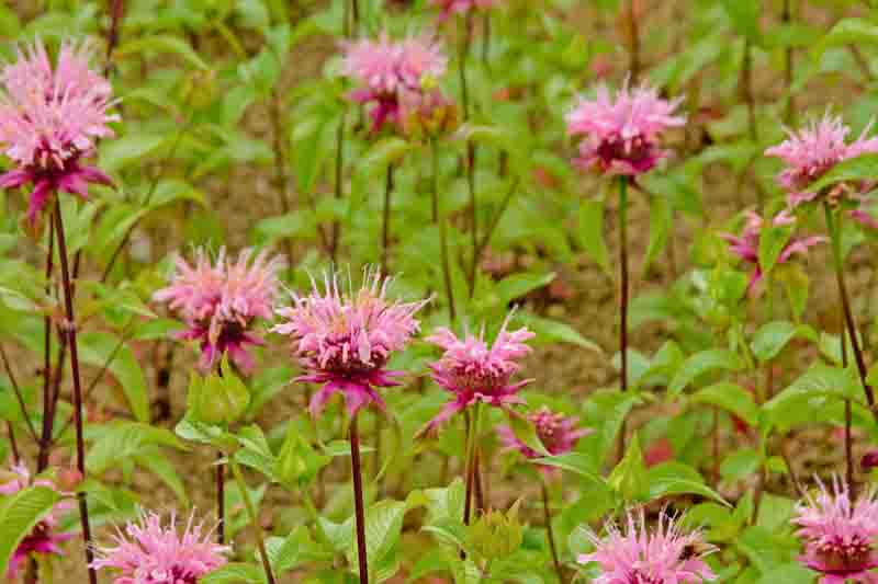 Bright pink wild bergamot flowers, selective focus - Monarda fistulosa