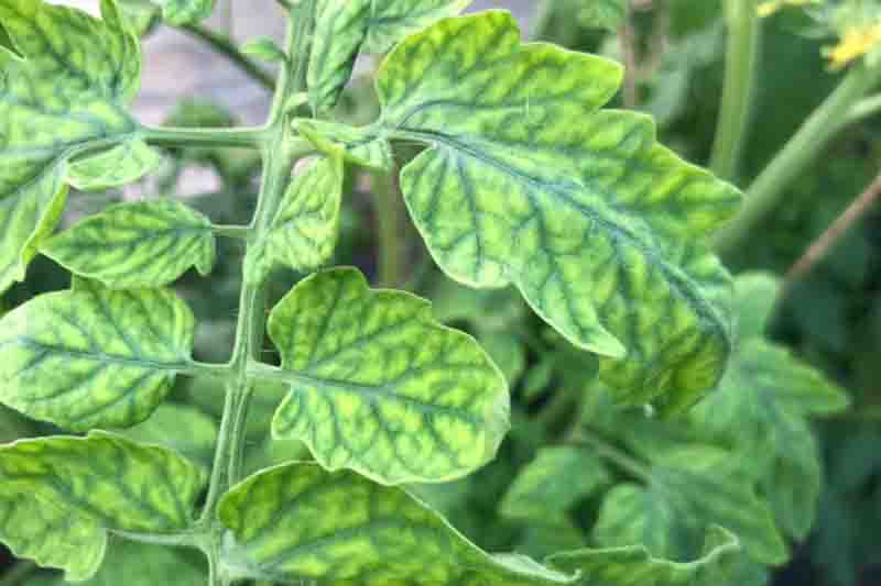tomato disease(virus),TYLCV virus in leaf tomato.
